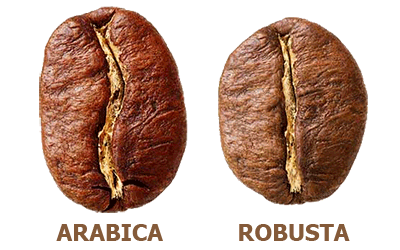 coffee beans,arabica coffee bean,robusta coffee bean,coffee bean types,coffee,gourmet,flavored coffee