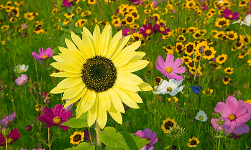 flowers,flowers in a field,sunflowers,flower garden,garden